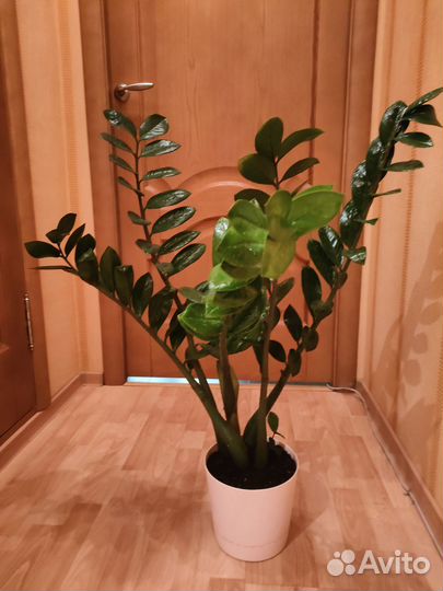 Замиокулькас,высота -90 см