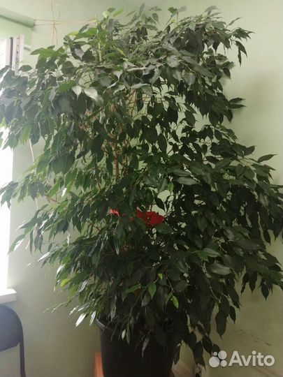 Фикус бенджамина большой