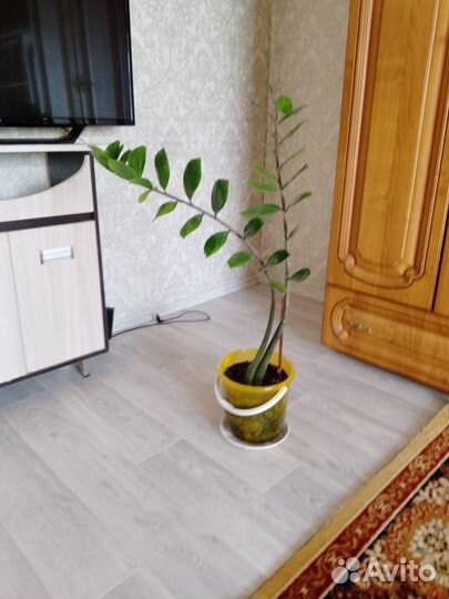 Заомикулькас