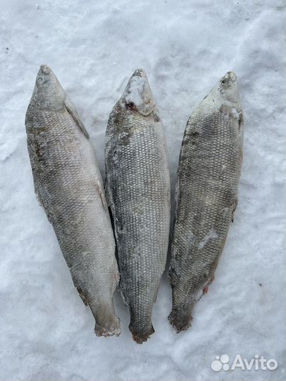 Муксун свежемороженый
