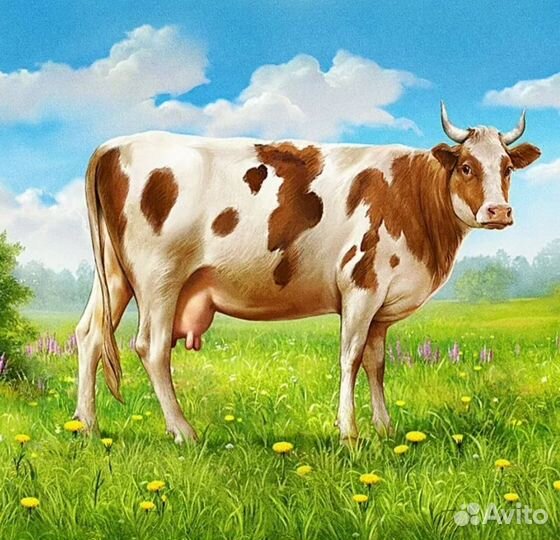 Корова стельная