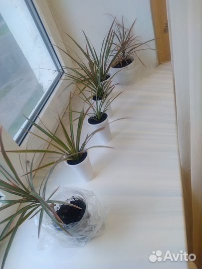 Пальма драцена