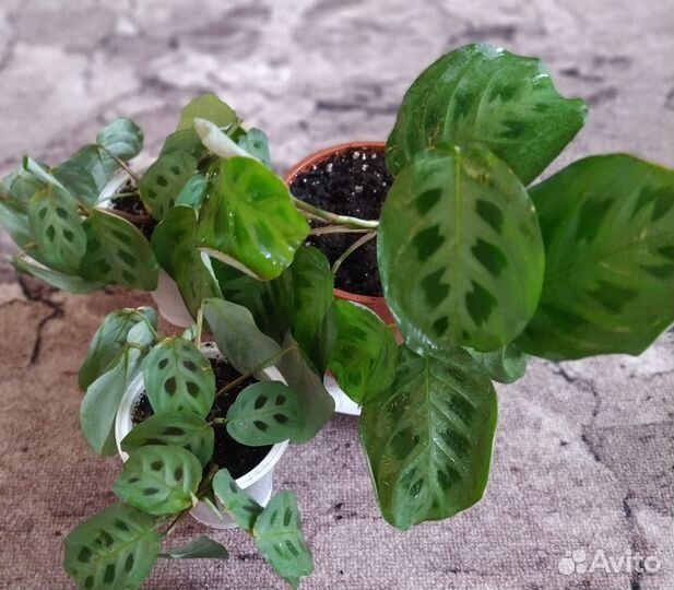 Комнатные растения цветы