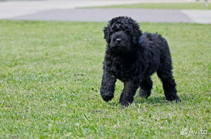 Русский черный терьер