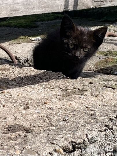 Бездомные котята ищут дом