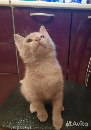 Котенок в добрые руки