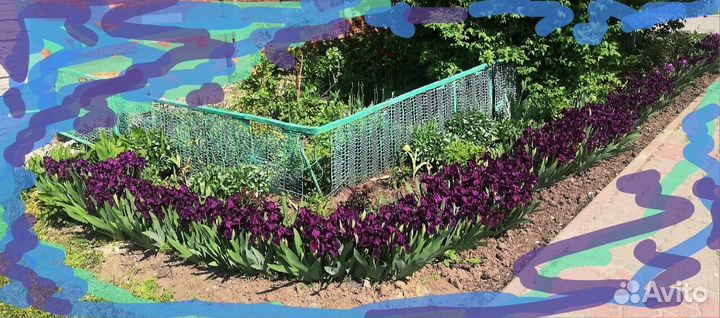 Ирис карликовый