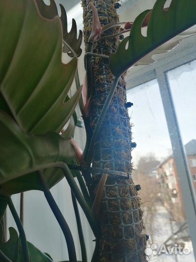 Тотем для растений