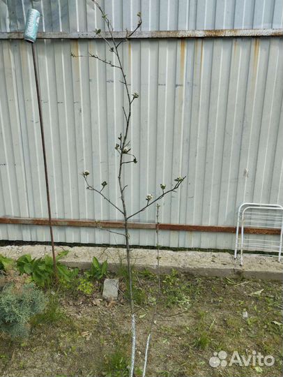 Черноплодная рябина саженец