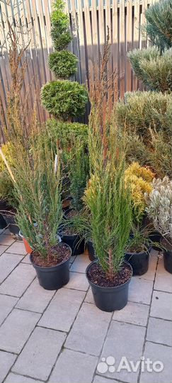 Можжевельник