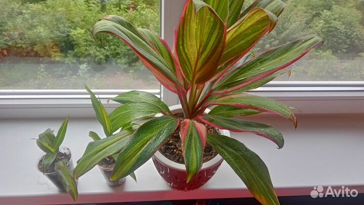 Комнатный цветок Кордилина Kiwi
