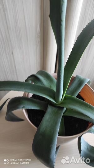 Агава американская