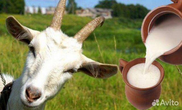 Козье молоко, творог