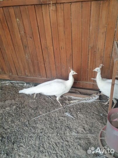 Фазаны павлины