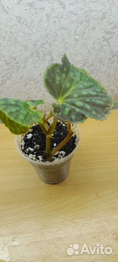 Бегонии сортовые