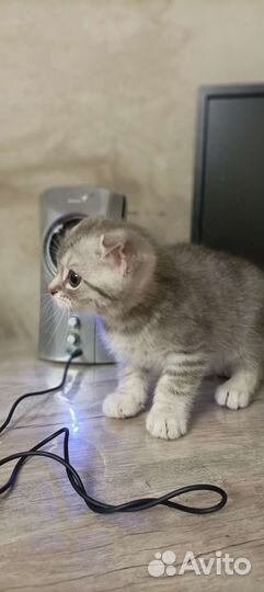 Шотландские вислоухие котята бесплатно