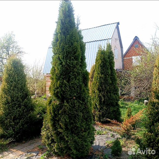 Туя Смарагд 4 метра
