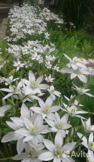 Зифирантес - белоснежный. Ромашка. Лилейники