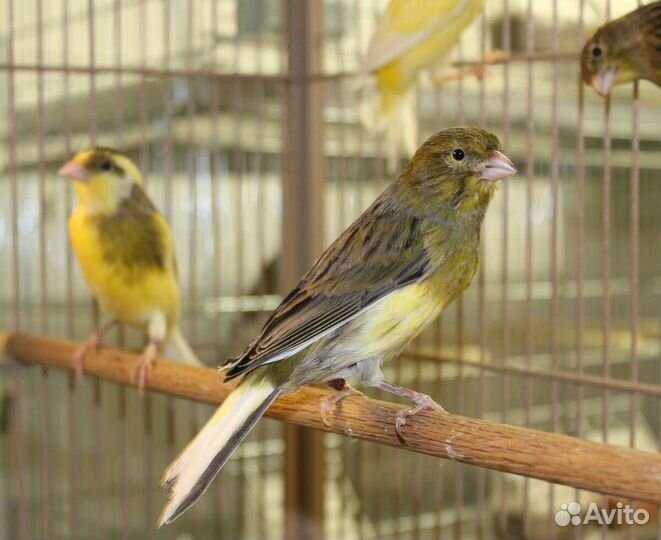 Кенары и канарейки