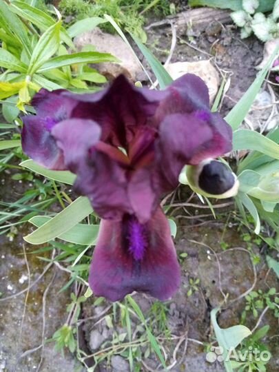 Ирисы карликовые, хризантемы