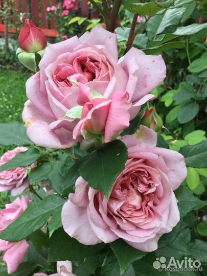 Японская Роза Robe a la francaise/Француз.платье