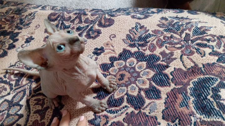 Канадский сфинкс