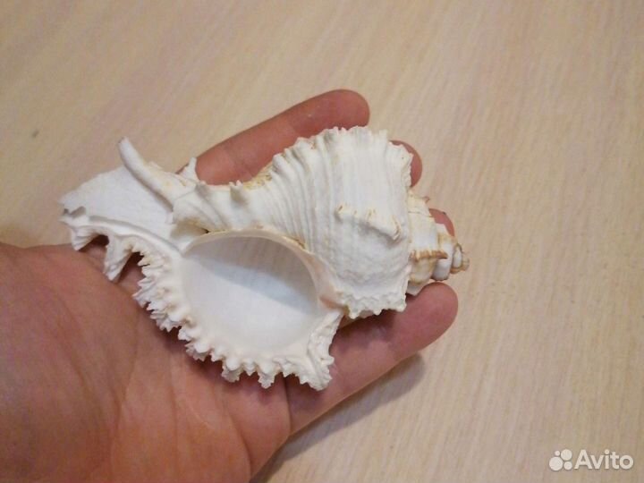 Ракушка морская