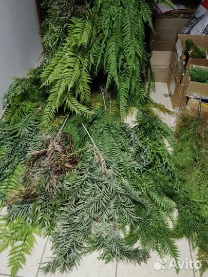 Реалистичные ампельные растения, от