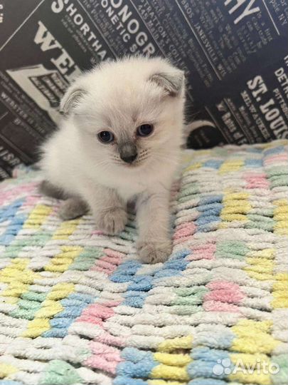 Шотландские котята
