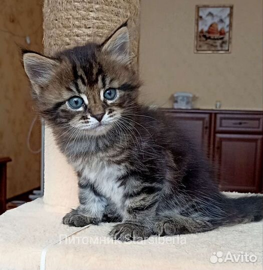 Сибирский котенок мальчик