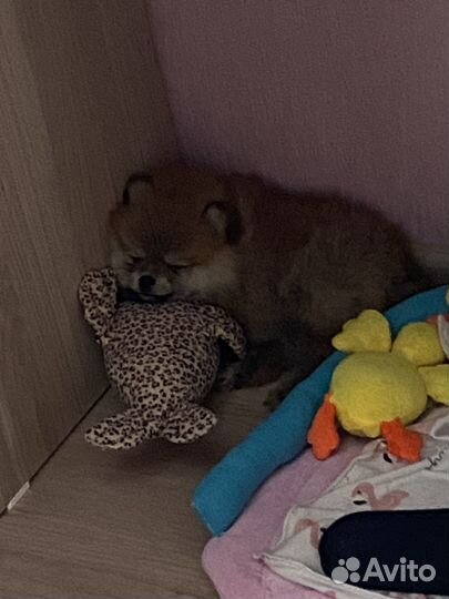Померанский шпиц