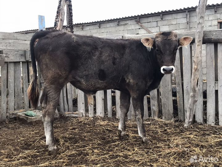 Телята бычки