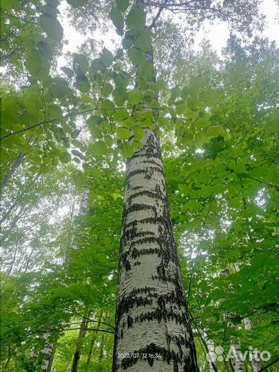Лес кругляк береза липа сосна