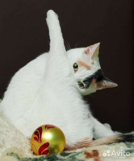 Невероятная кошка Белочка фенотип турецкий ван