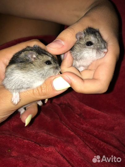 Передержка грызунов