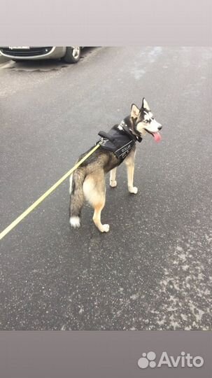 Тренер собак (кинолог)