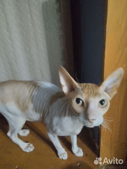 Кошки донской сфинкс