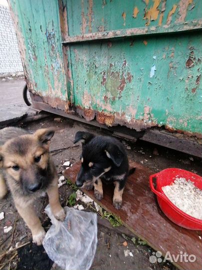 В добрые руки