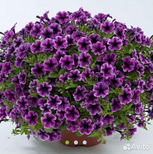 Вегетативная петуния