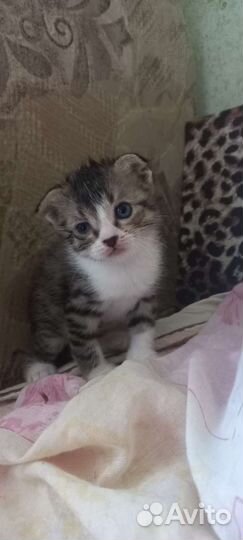 Кошки в добрые руки бесплатно