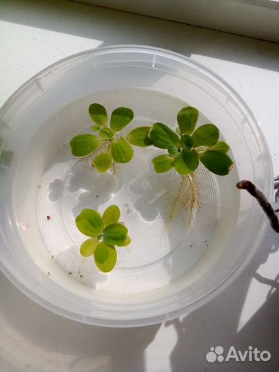 Аквариумные растения