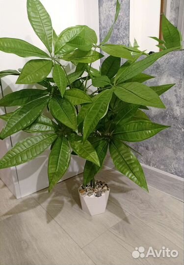 Шефлера искусственное растение