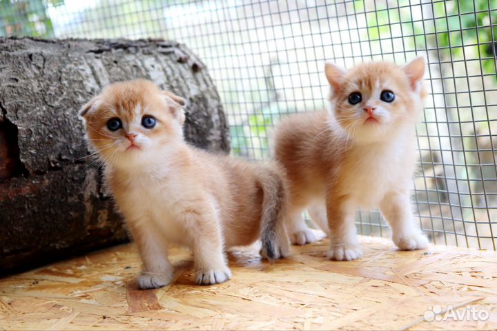 Шотландская золотая шиншилла мальчик ny 12