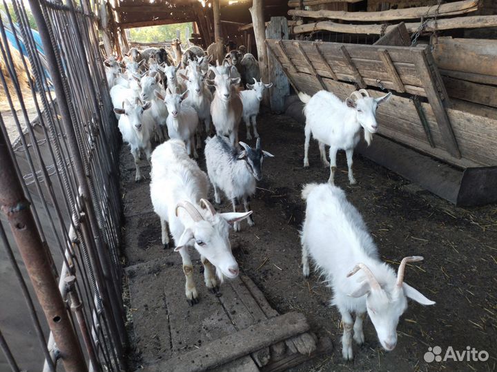 Дойные козы, козлята