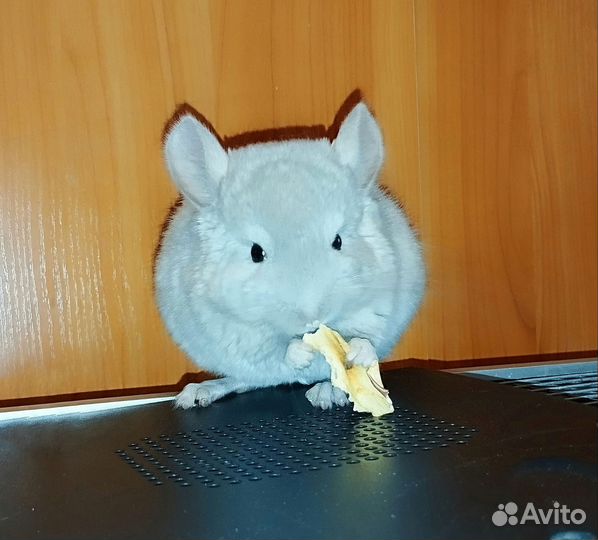 Шиншиллята