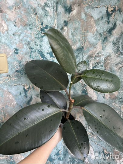 Фикус каучуконосный