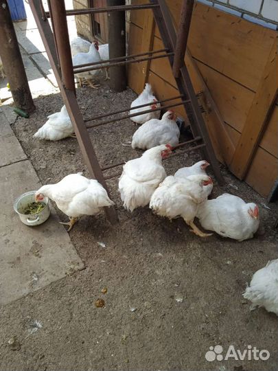 Куры бройлеры Кобб 500 на мясо