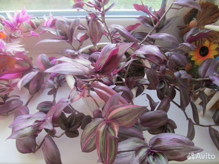 Традесканция,гипоэстес