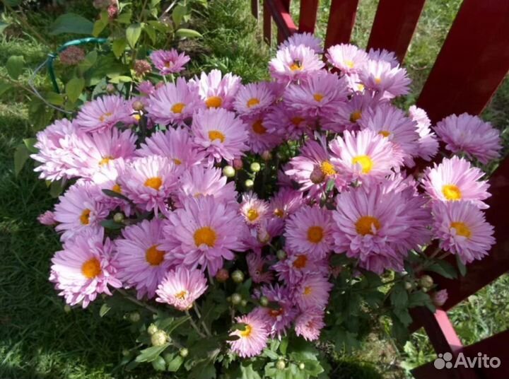 Хризантема розовая