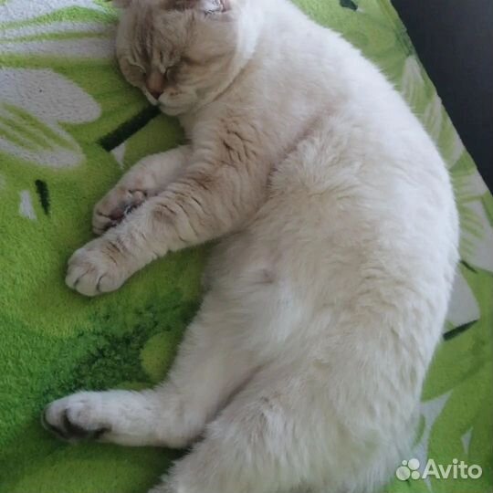 Отдам котика в добрые руки